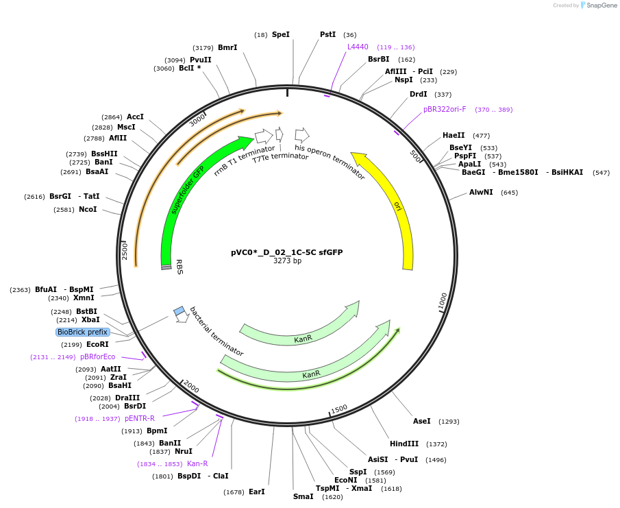 250039-plasmid-map-sequence-id-509471