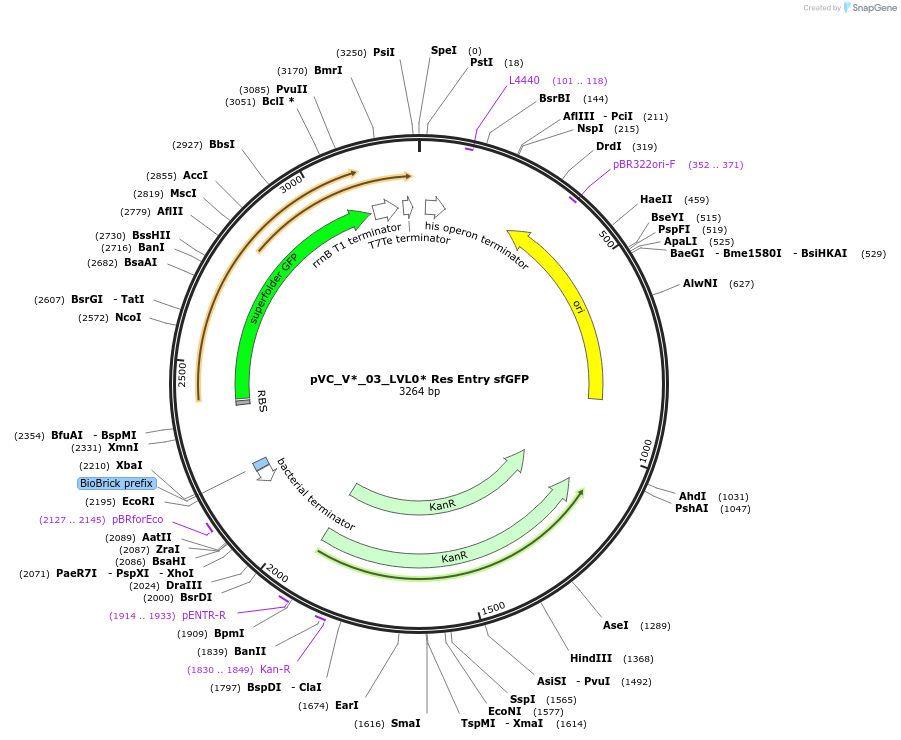 250002-plasmid-map-sequence-id-509474