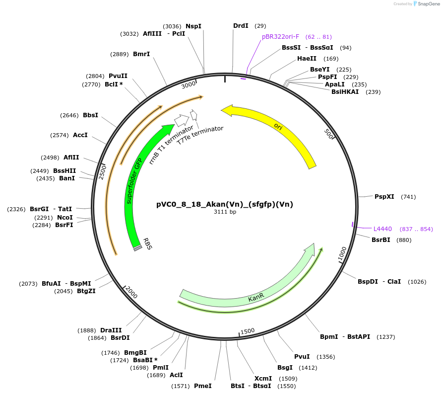 249985-plasmid-map-sequence-id-509475
