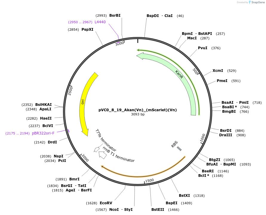 249986-plasmid-map-sequence-id-509476