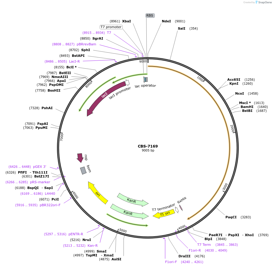 253633-plasmid-map-sequence-id-509478