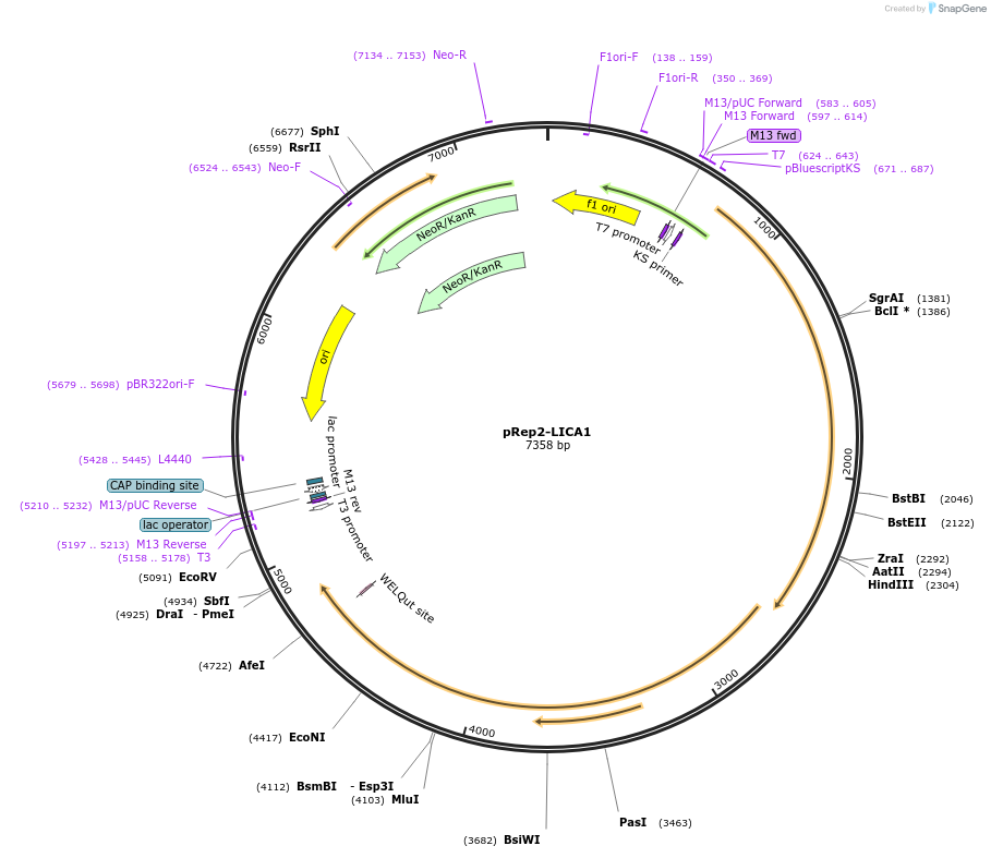 254237-plasmid-map-sequence-id-509483