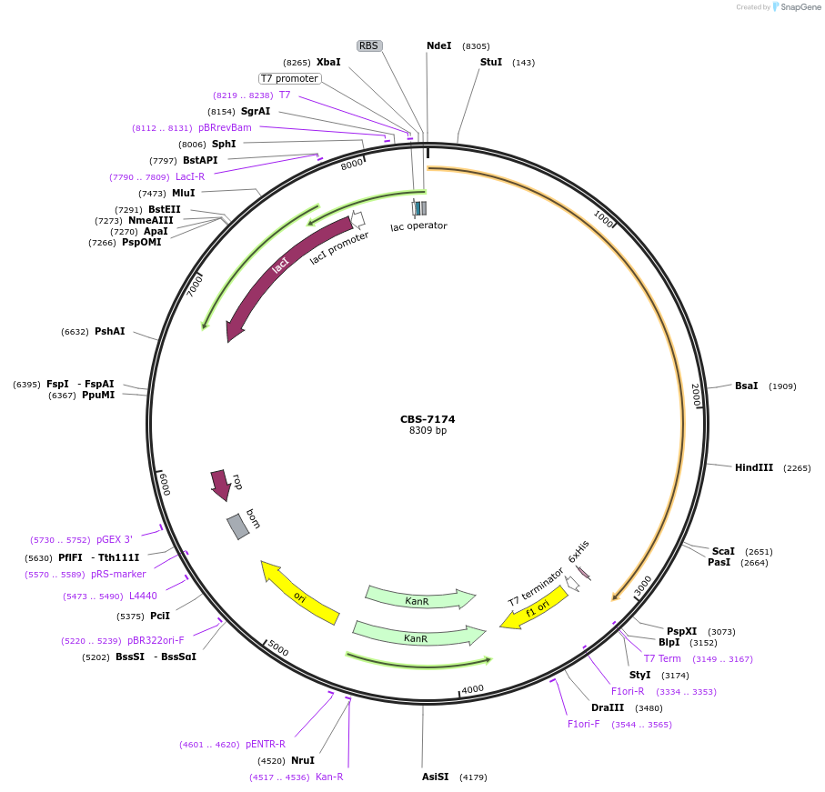 253639-plasmid-map-sequence-id-509484