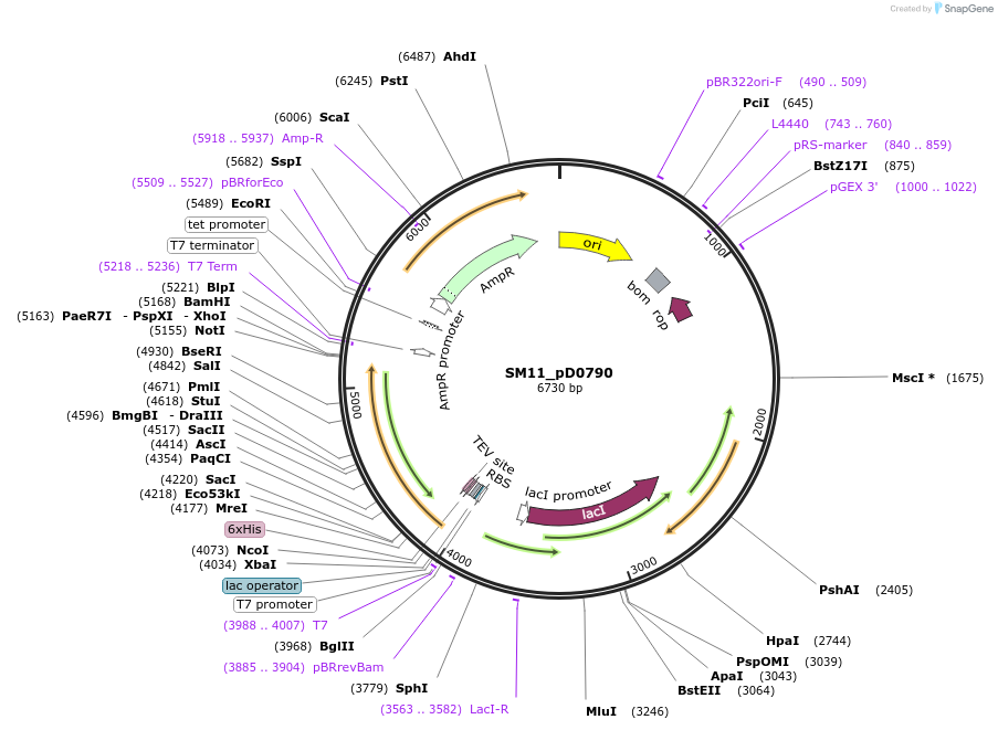 255514-plasmid-map-sequence-id-509485