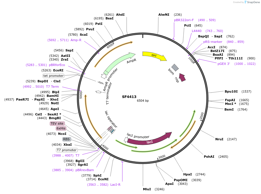 255513-plasmid-map-sequence-id-509486