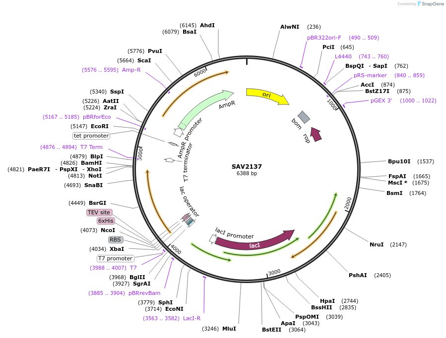 255512-plasmid-map-sequence-id-509487