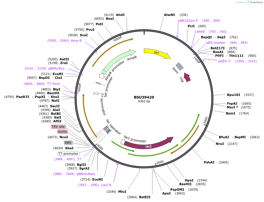255503-plasmid-map-sequence-id-509488