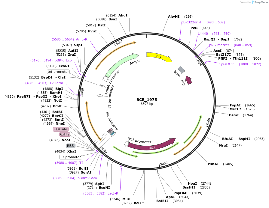 255501-plasmid-map-sequence-id-509489