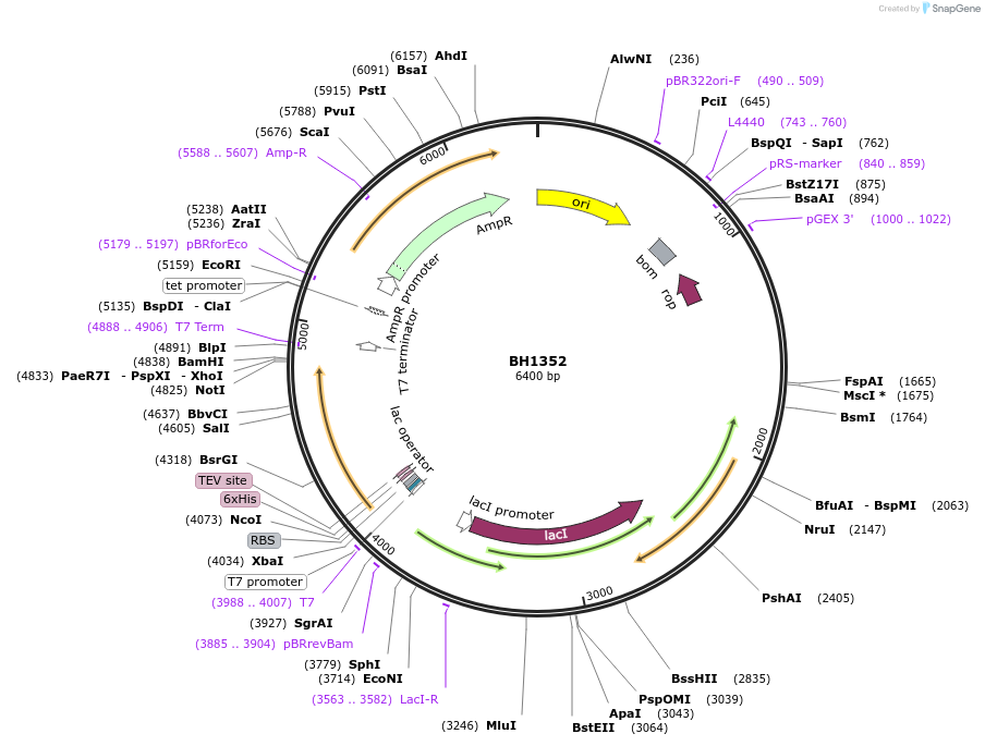 255502-plasmid-map-sequence-id-509490