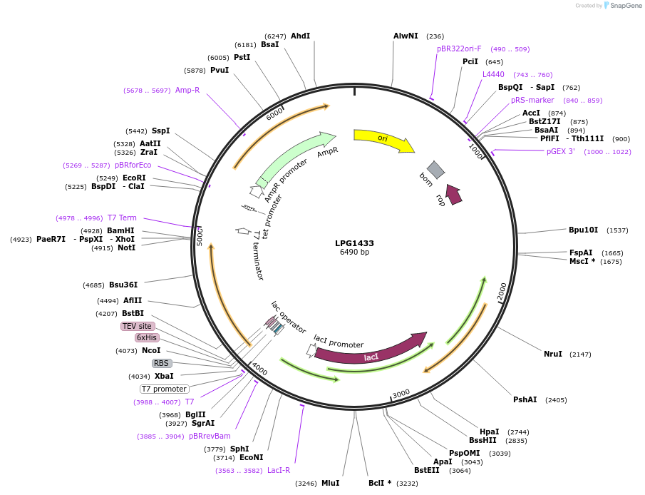 255507-plasmid-map-sequence-id-509491