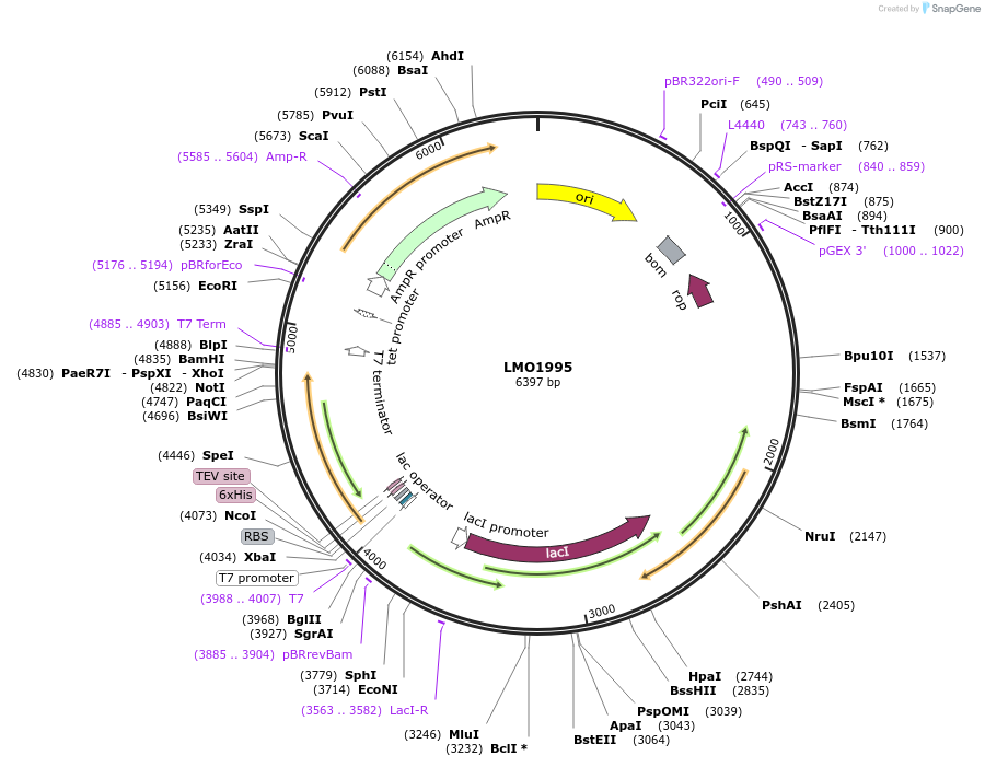 255506-plasmid-map-sequence-id-509492