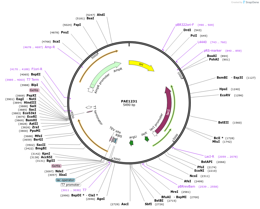 255510-plasmid-map-sequence-id-509493