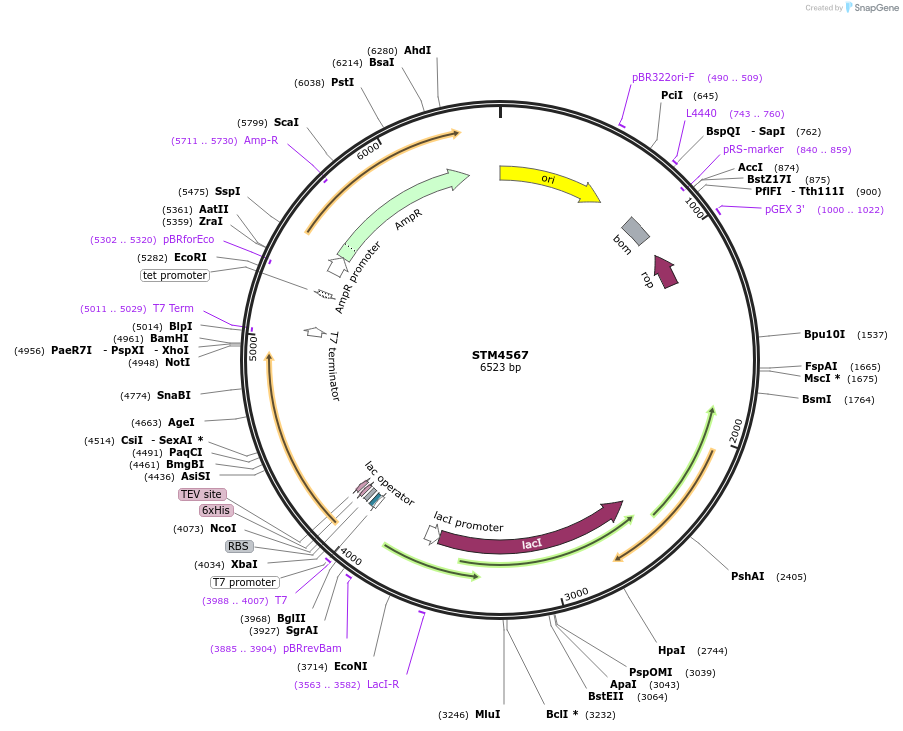 255517-plasmid-map-sequence-id-509494