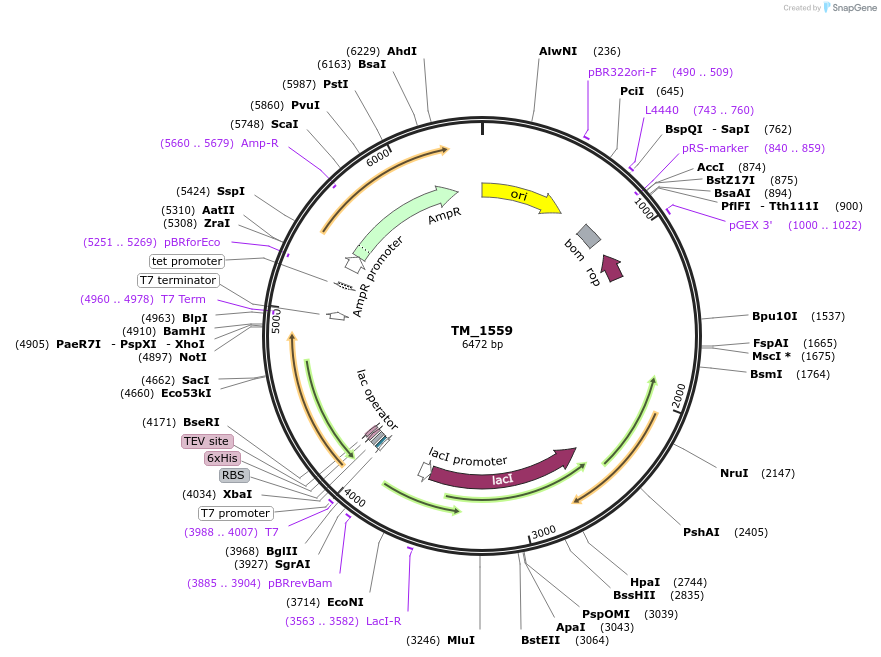 255518-plasmid-map-sequence-id-509495