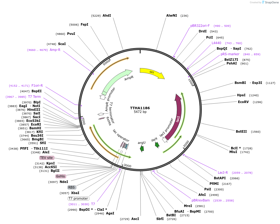 255519-plasmid-map-sequence-id-509496