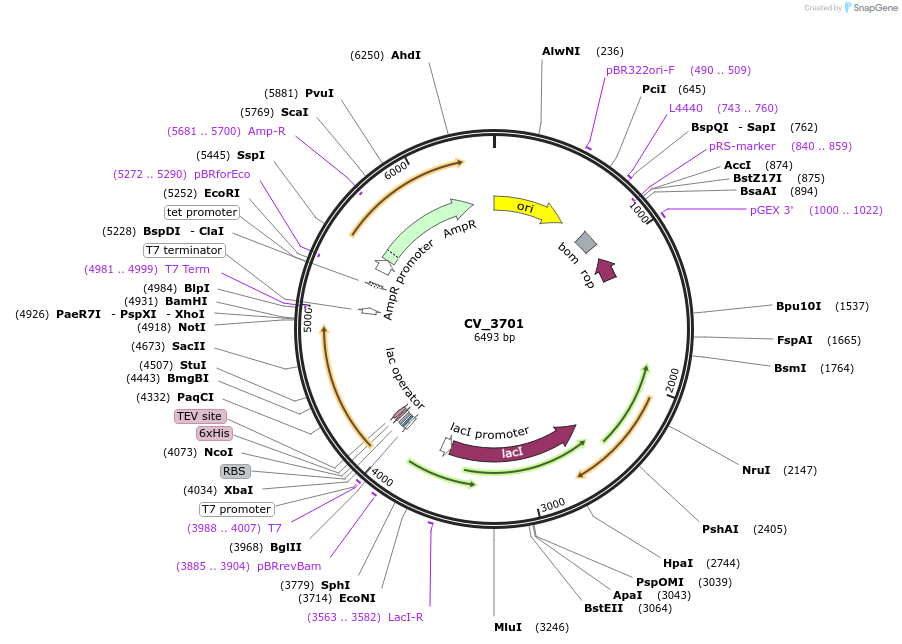 255504-plasmid-map-sequence-id-509497