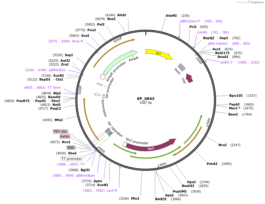 255516-plasmid-map-sequence-id-509498