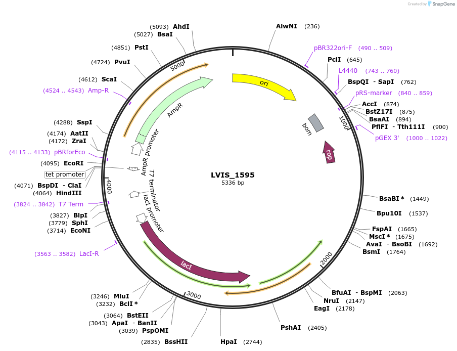 255508-plasmid-map-sequence-id-509502