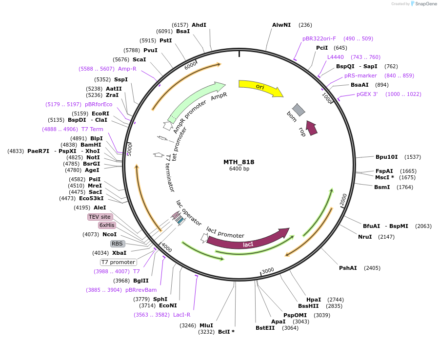 255509-plasmid-map-sequence-id-509503