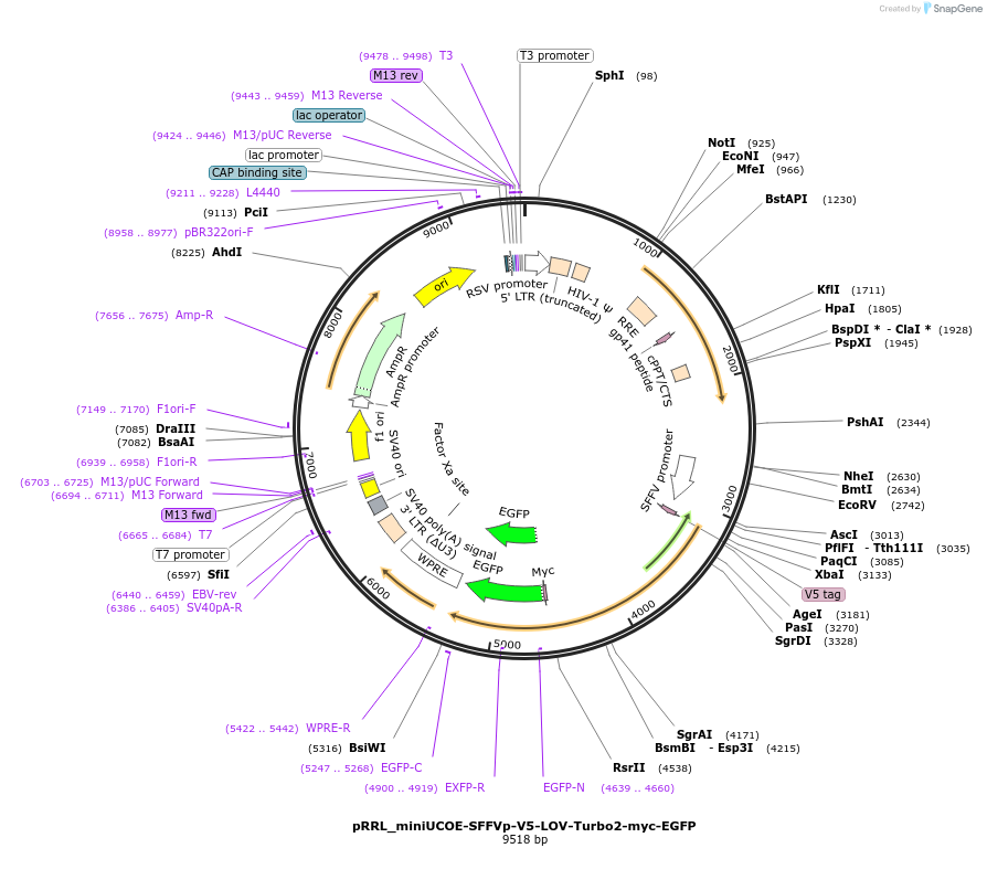 253803-plasmid-map-sequence-id-509511