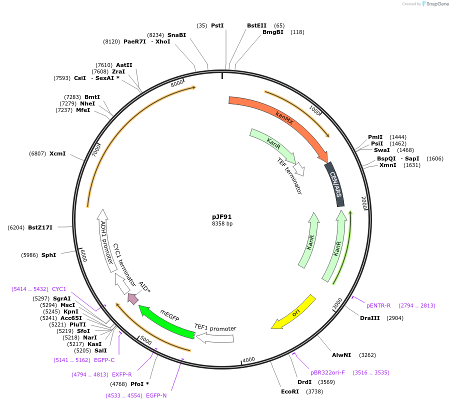253758-plasmid-map-sequence-id-509518