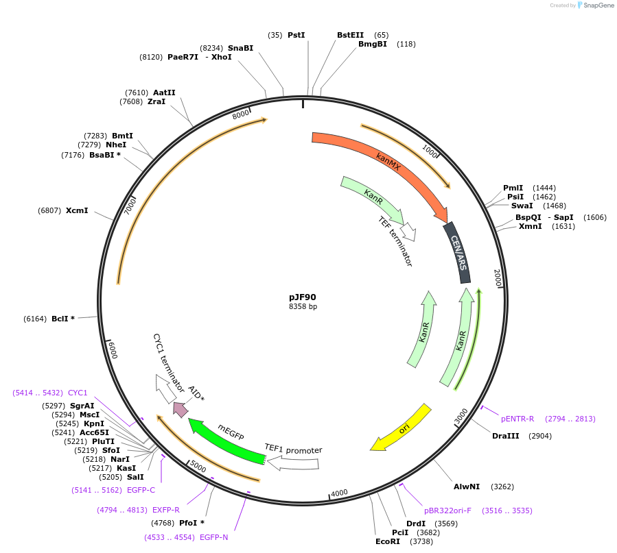 253757-plasmid-map-sequence-id-509519
