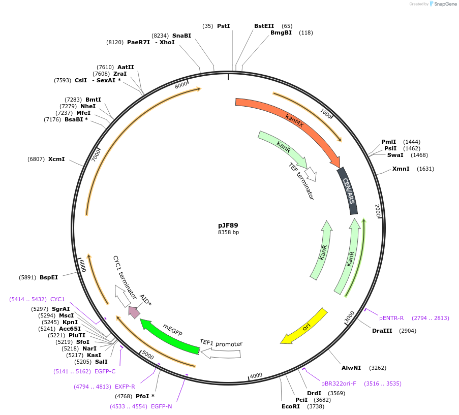 253756-plasmid-map-sequence-id-509520