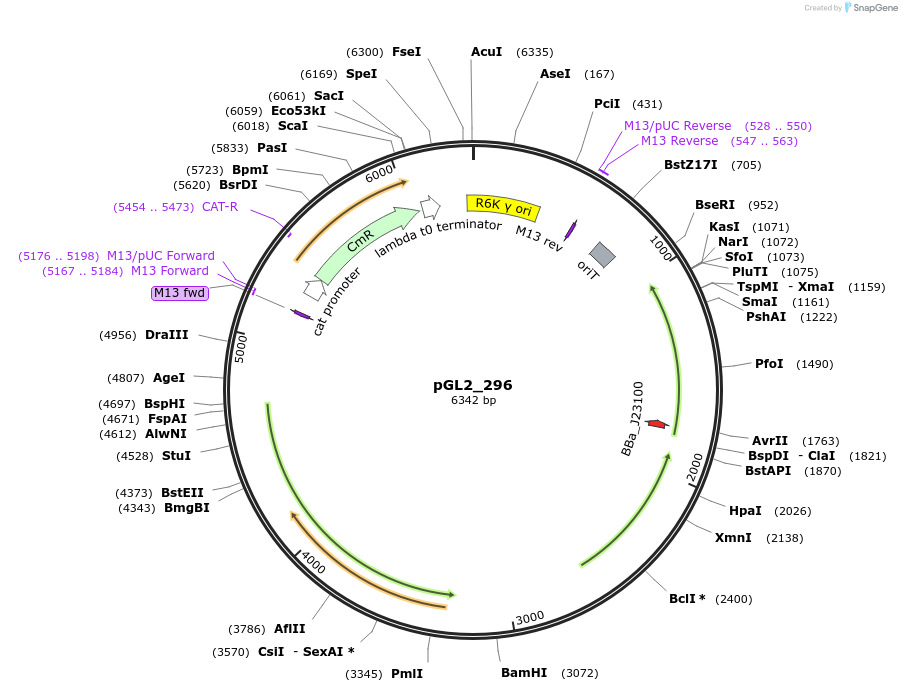 251882-plasmid-map-sequence-id-509521