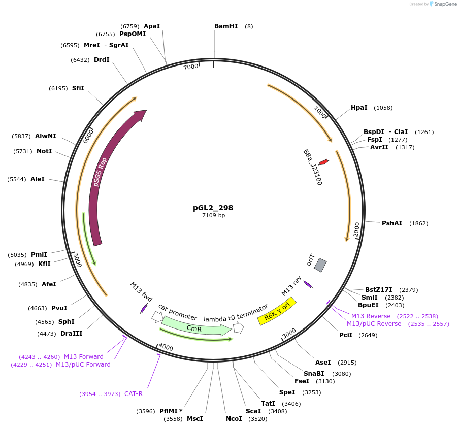 251884-plasmid-map-sequence-id-509522