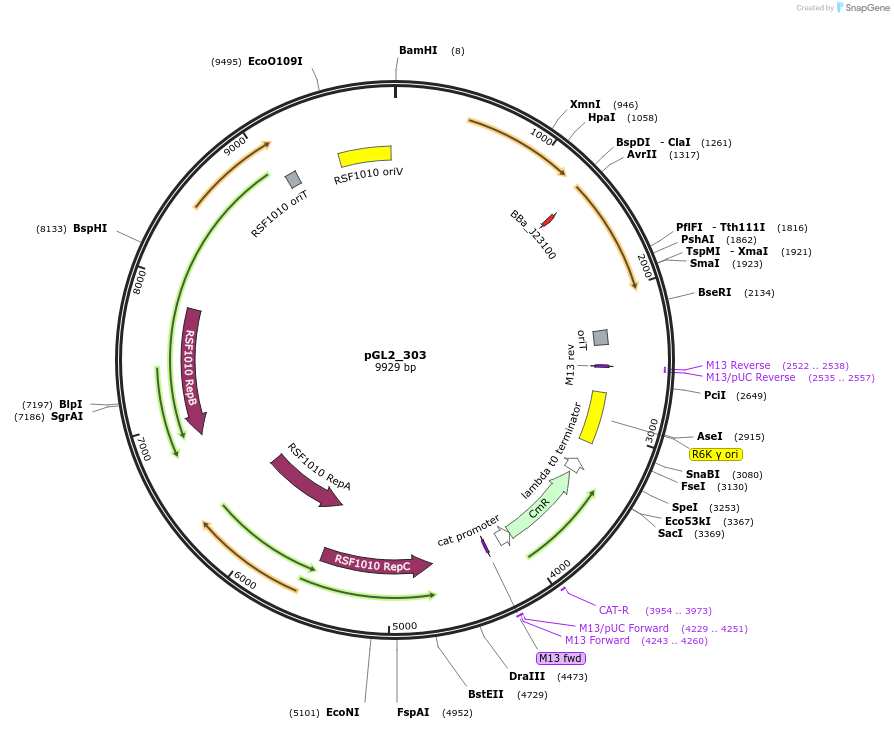 251888-plasmid-map-sequence-id-509523