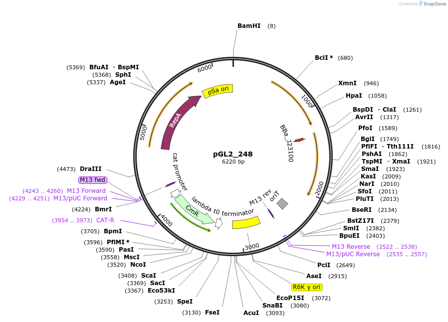 251868-plasmid-map-sequence-id-509524
