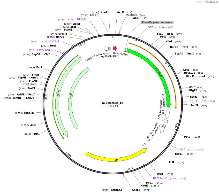 66064-plasmid-map-sequence-id-509526