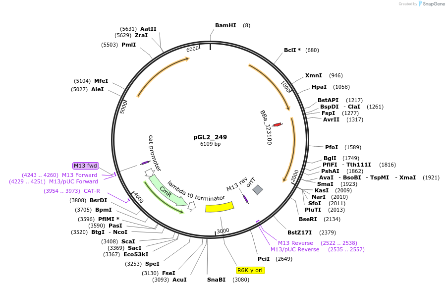 251869-plasmid-map-sequence-id-509529