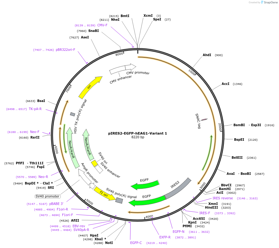 253763-plasmid-map-sequence-id-509530