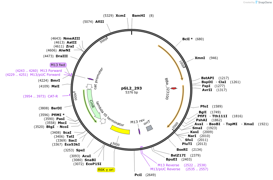 251879-plasmid-map-sequence-id-509537