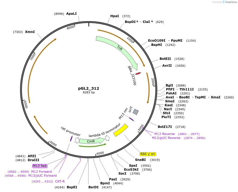 251950-plasmid-map-sequence-id-509539