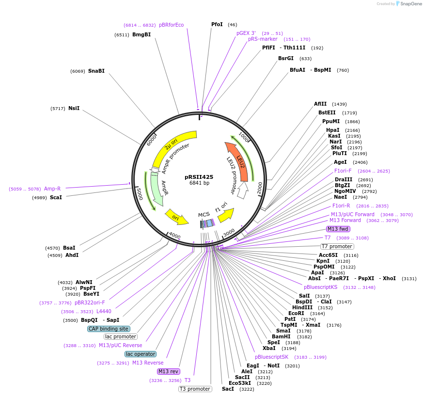 35468-plasmid-map-sequence-id-50967