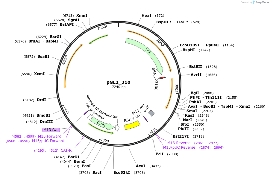 251948-plasmid-map-sequence-id-509702