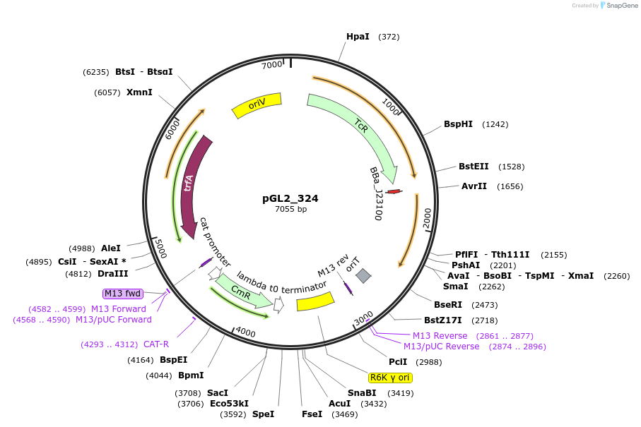 251962-plasmid-map-sequence-id-509703