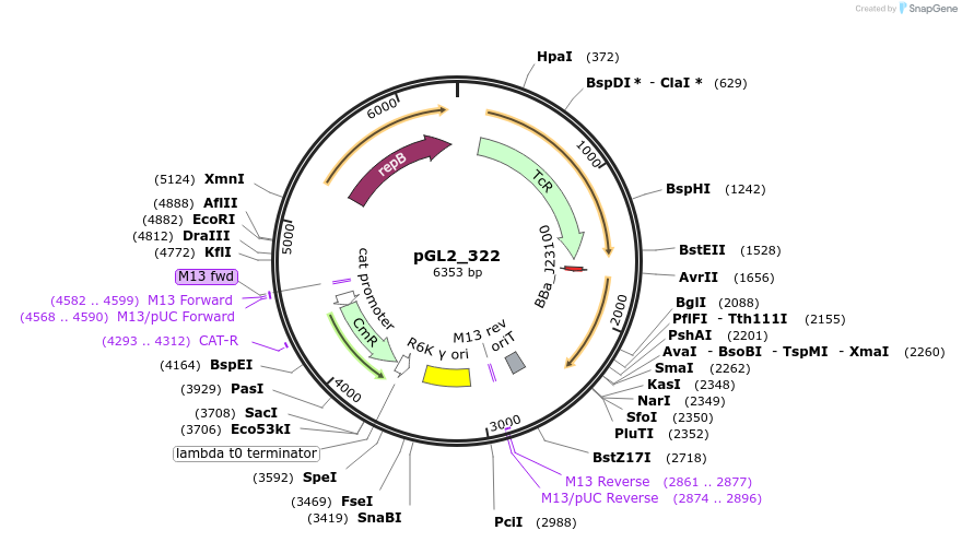 251960-plasmid-map-sequence-id-509707
