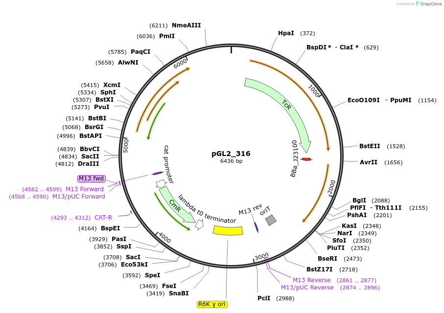 251954-plasmid-map-sequence-id-509711