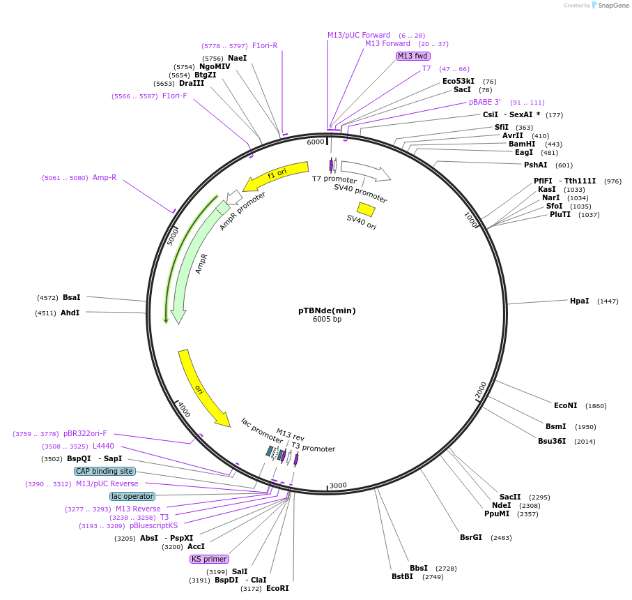 15125-plasmid-map-sequence-id-509713