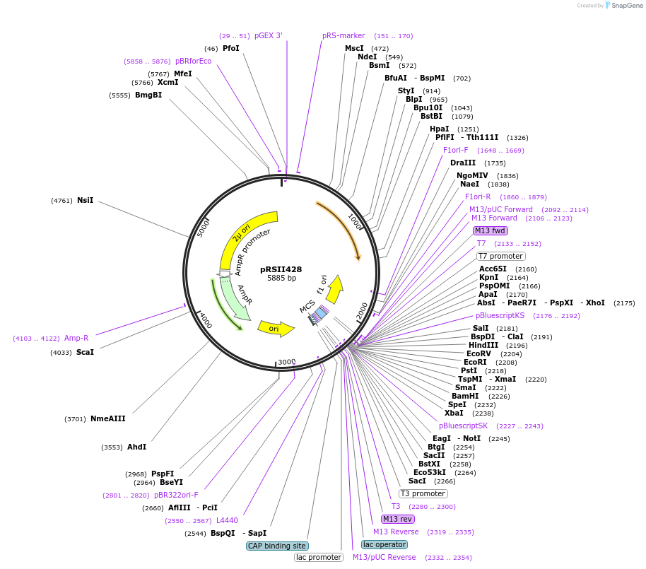 35472-plasmid-map-sequence-id-50973