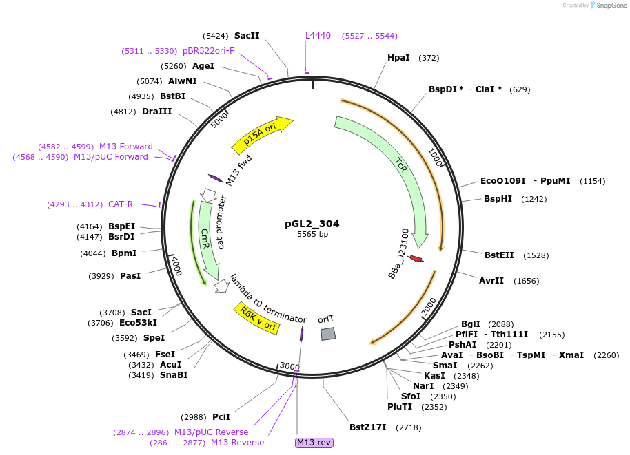 251942-plasmid-map-sequence-id-509739