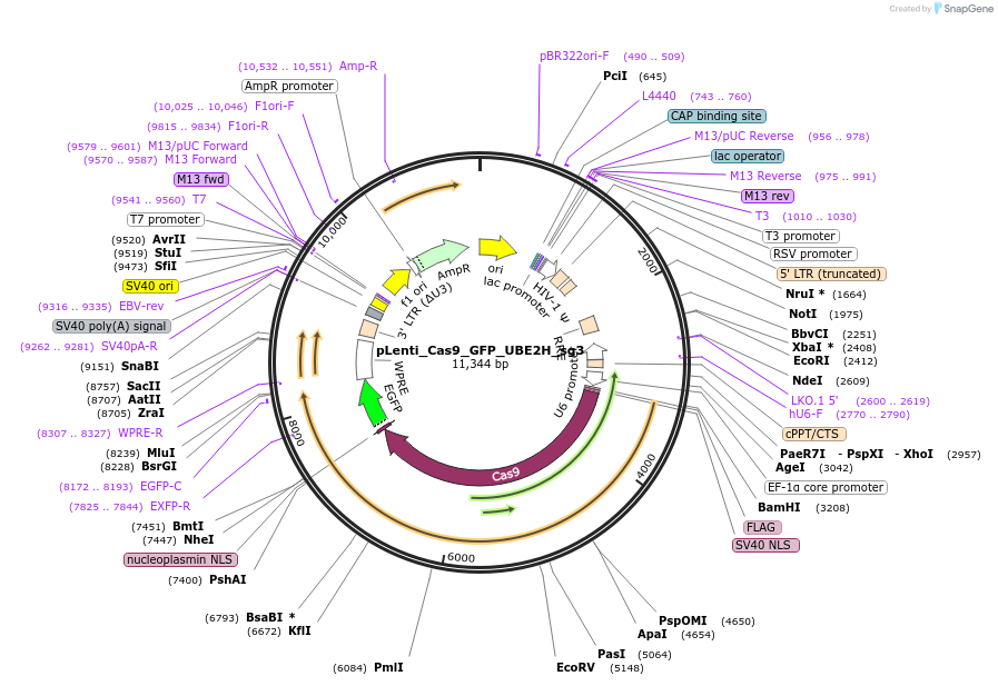 254541-plasmid-map-sequence-id-509740