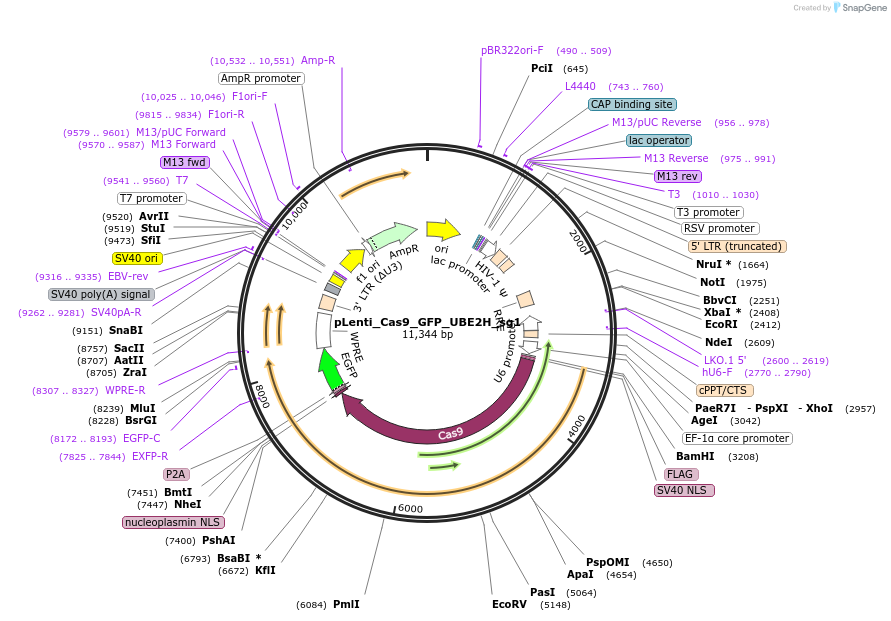 254542-plasmid-map-sequence-id-509741
