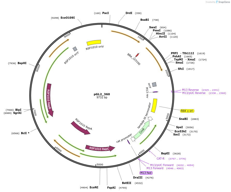 251940-plasmid-map-sequence-id-509744