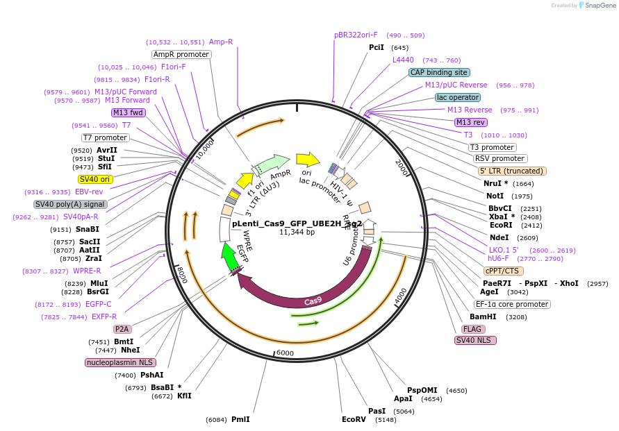 254543-plasmid-map-sequence-id-509747