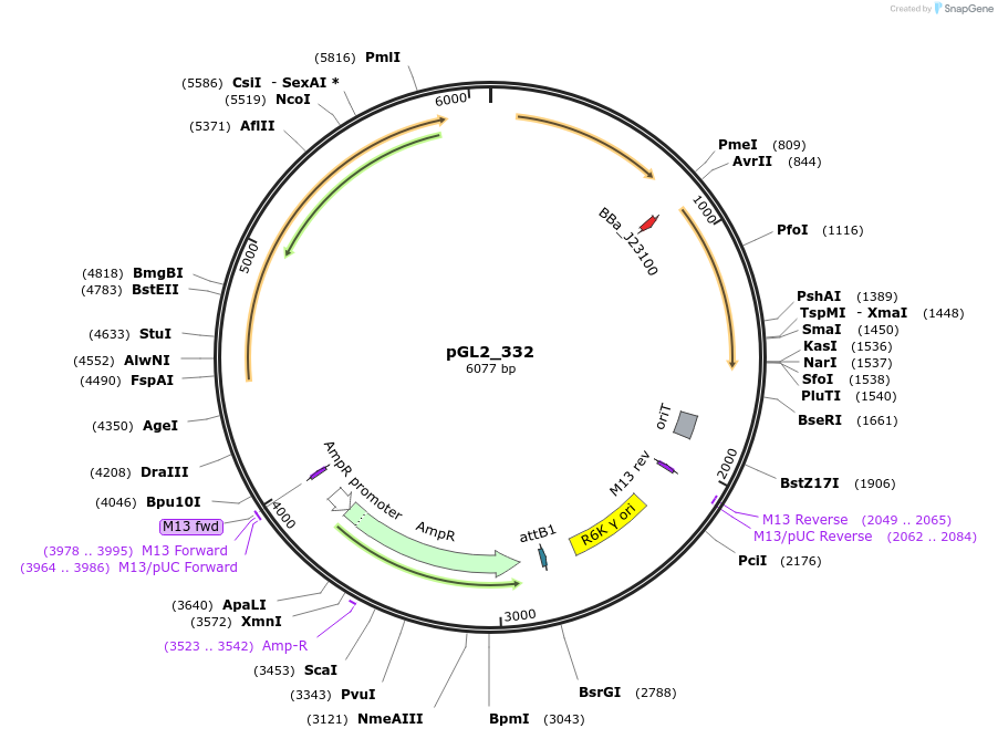 251860-plasmid-map-sequence-id-509748