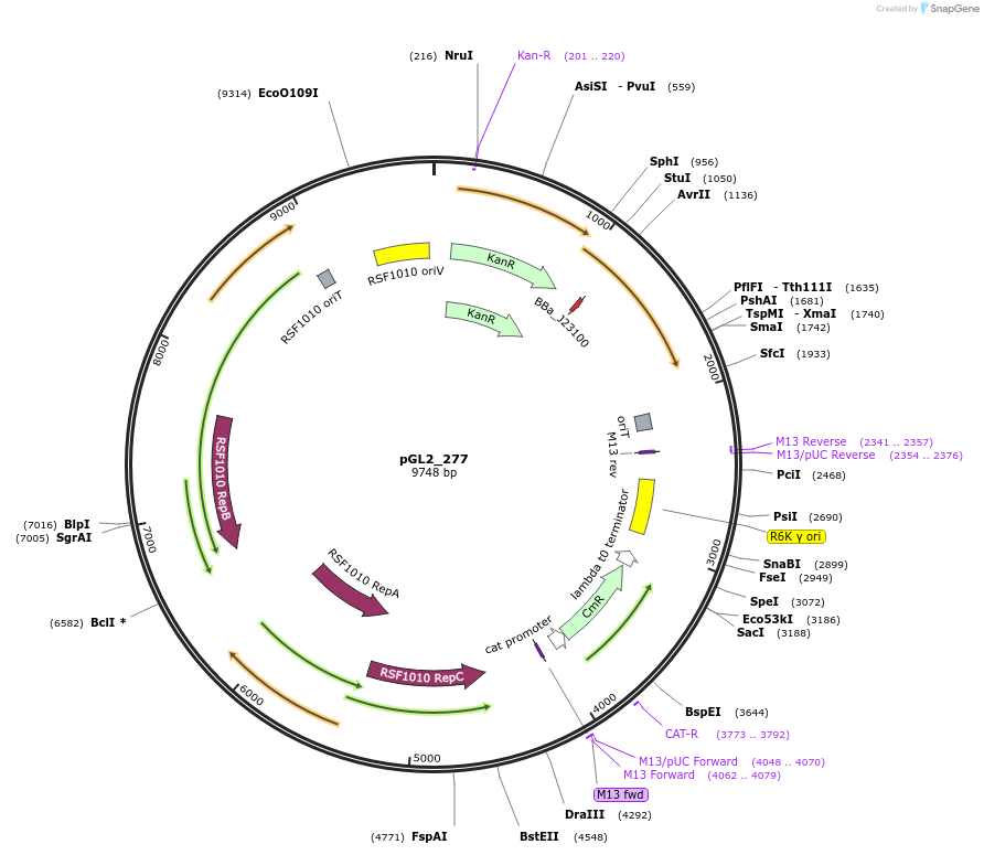 251917-plasmid-map-sequence-id-509751